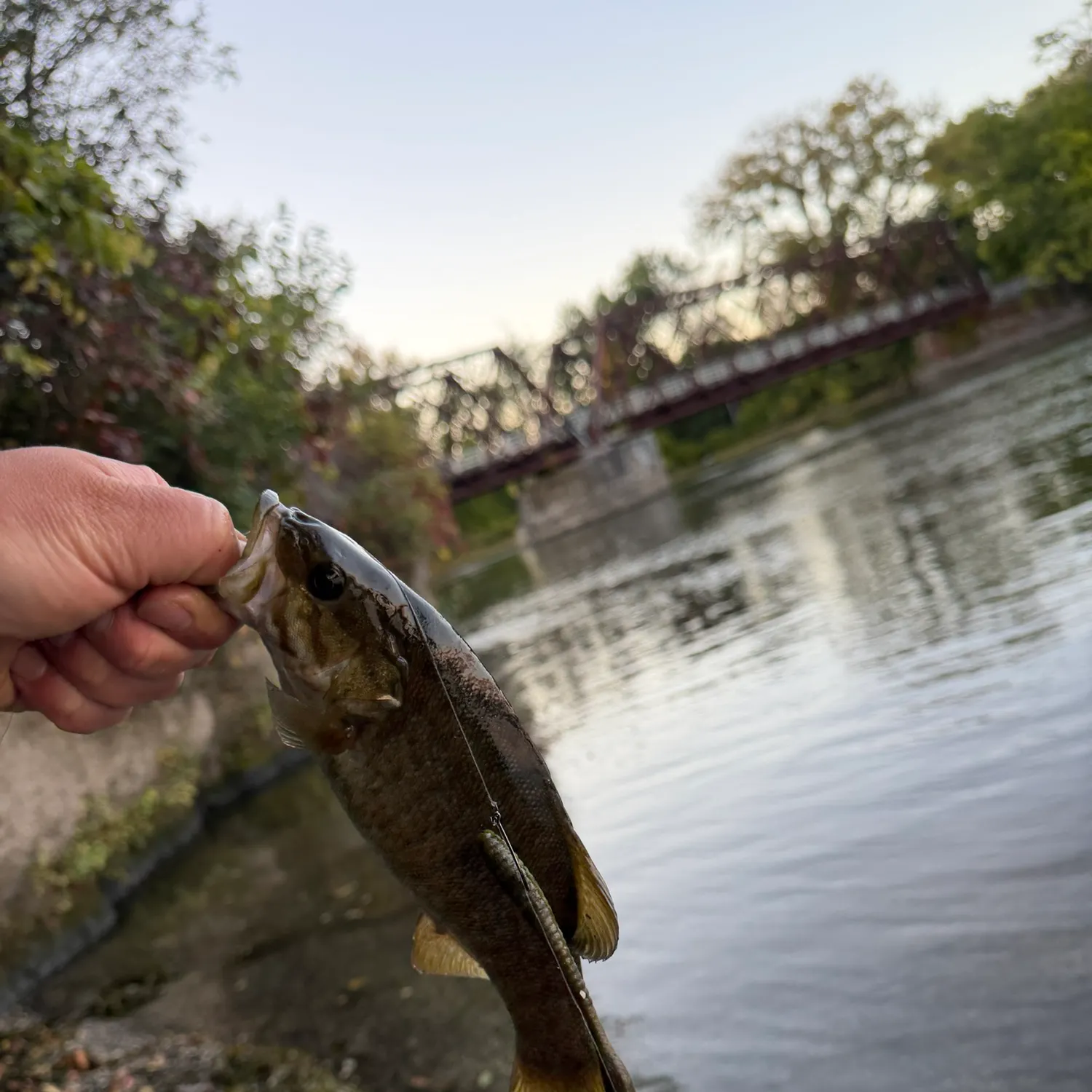 Smallmouth bass caught on Fishbrain