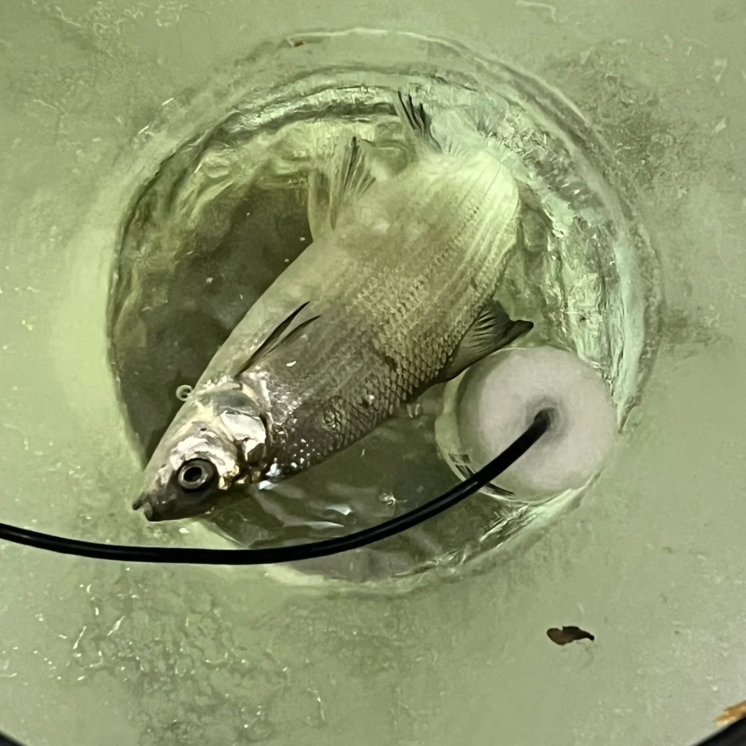 The most recent Northern cisco catches on Fishbrain