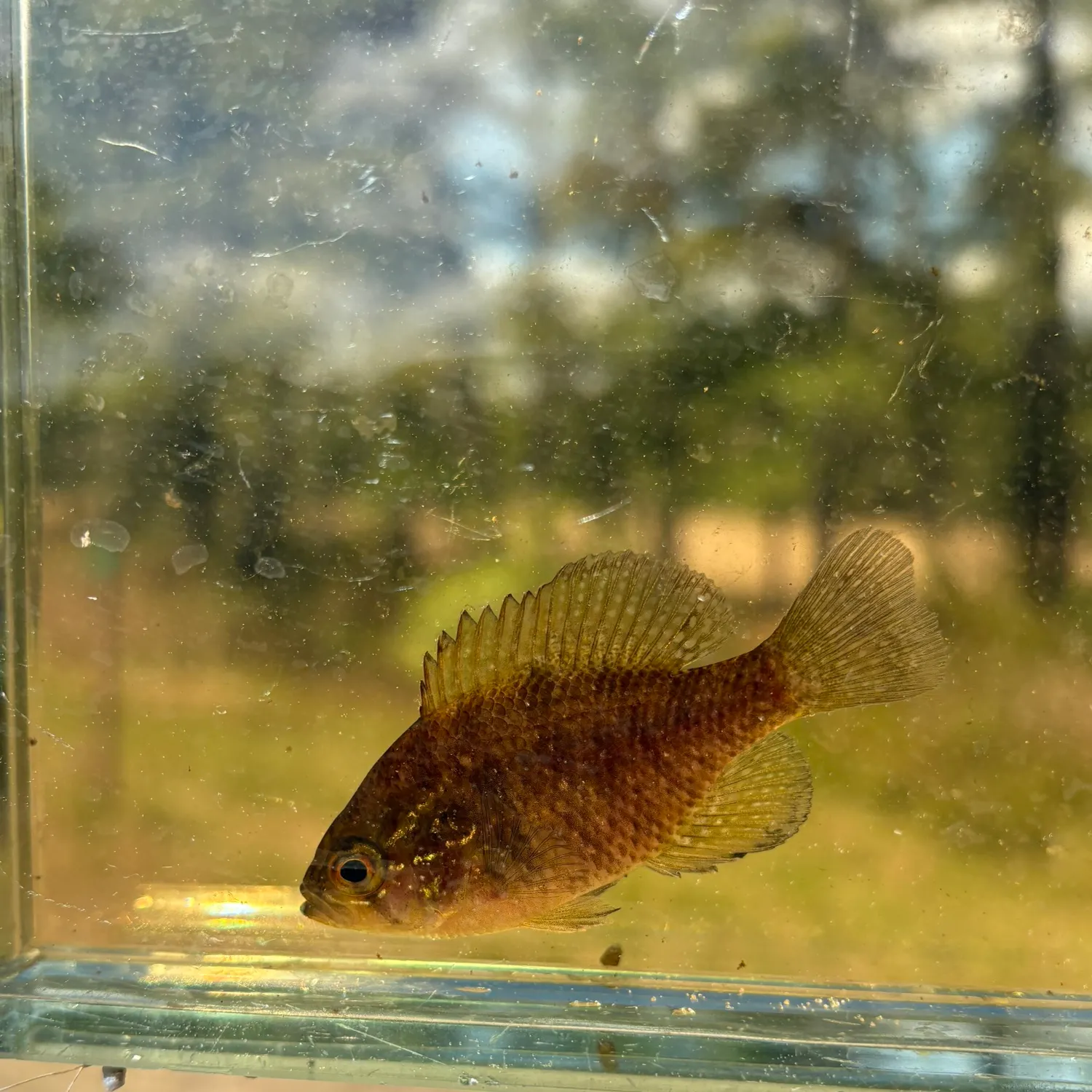 The most recent Banded sunfish catches on Fishbrain