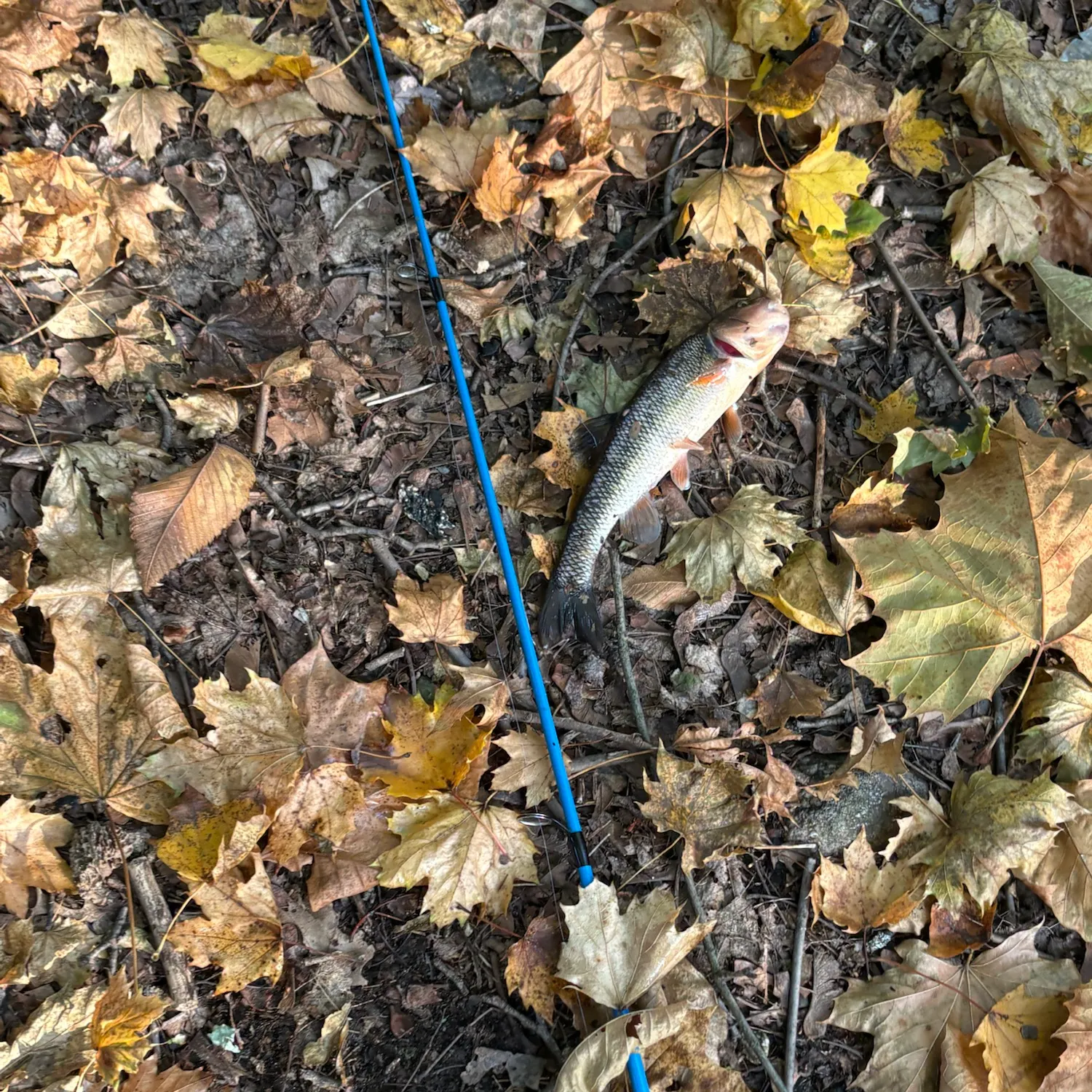 Fish caught on Fishbrain