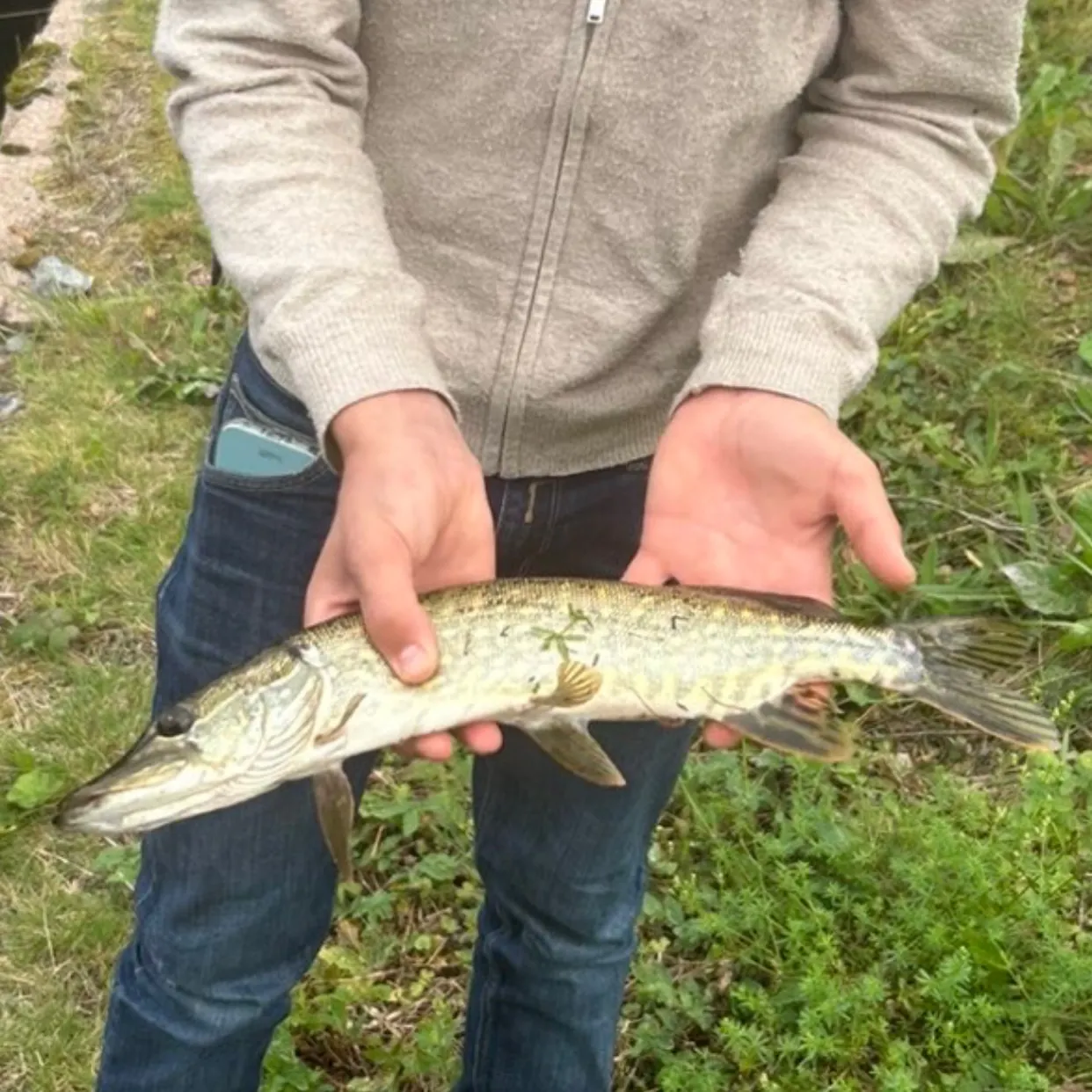 Northern pike caught on Fishbrain