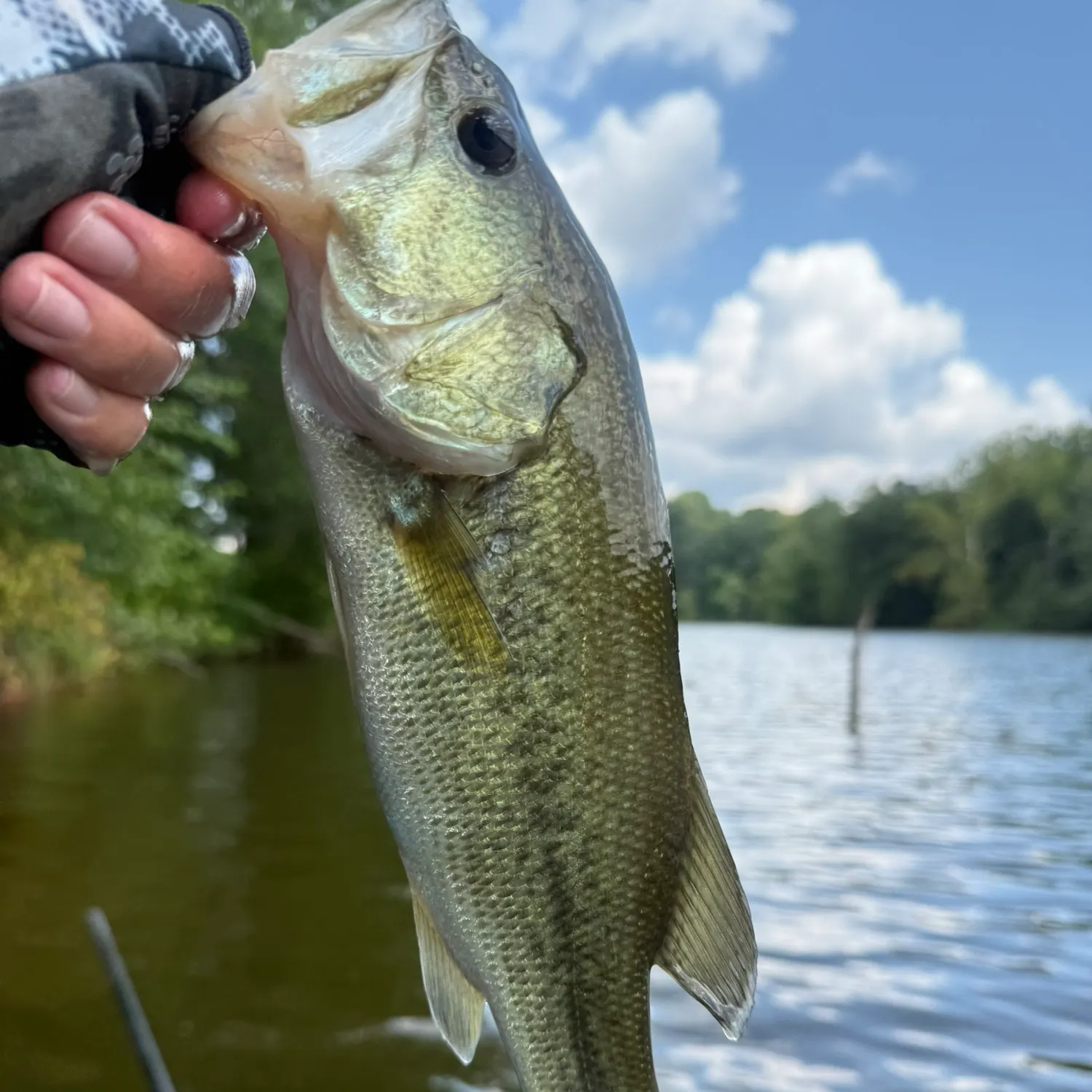 Largemouth bass caught on Fishbrain