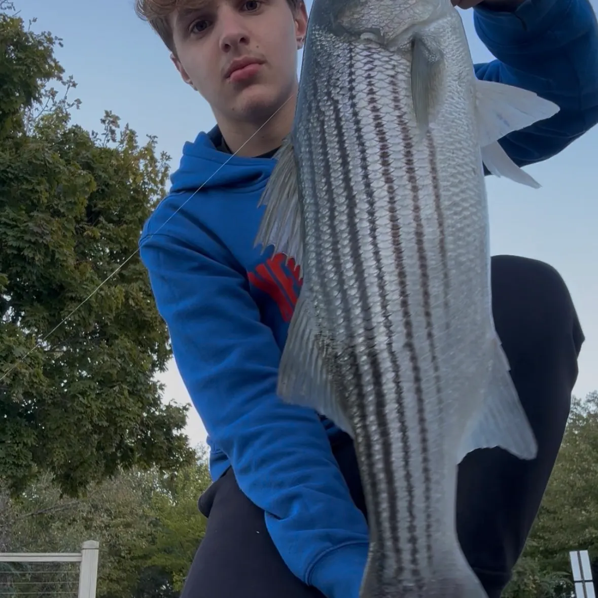 Striped bass caught on Fishbrain