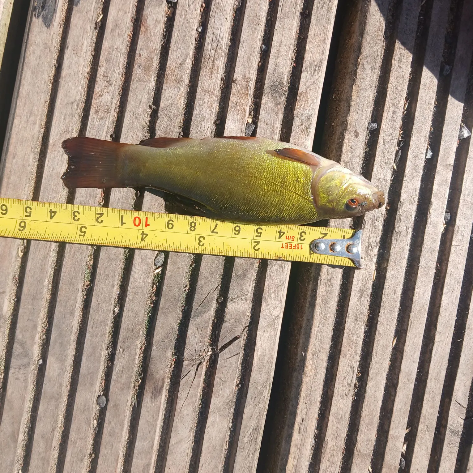 recently logged catches
