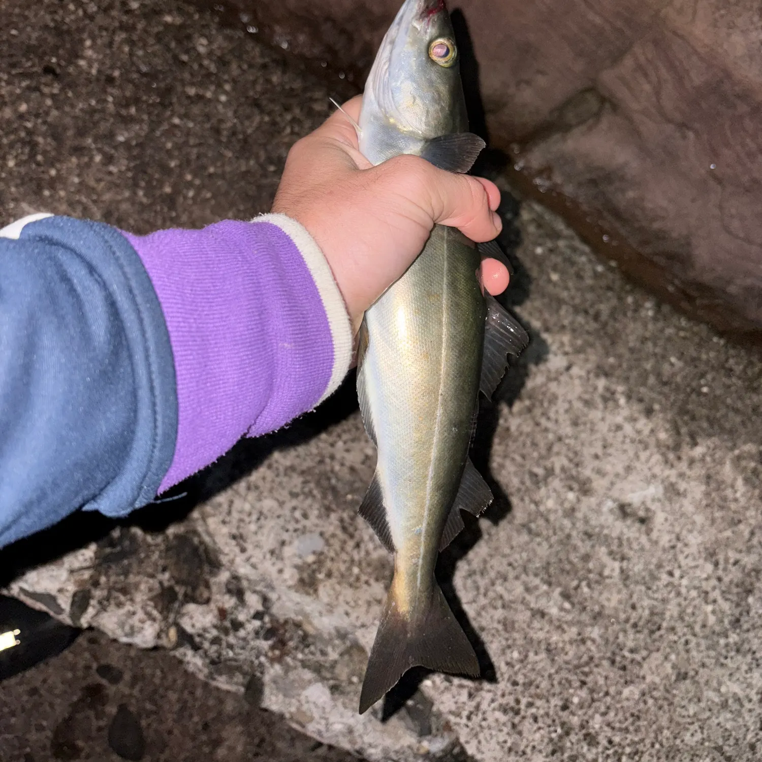 Atlantic pollock caught on Fishbrain