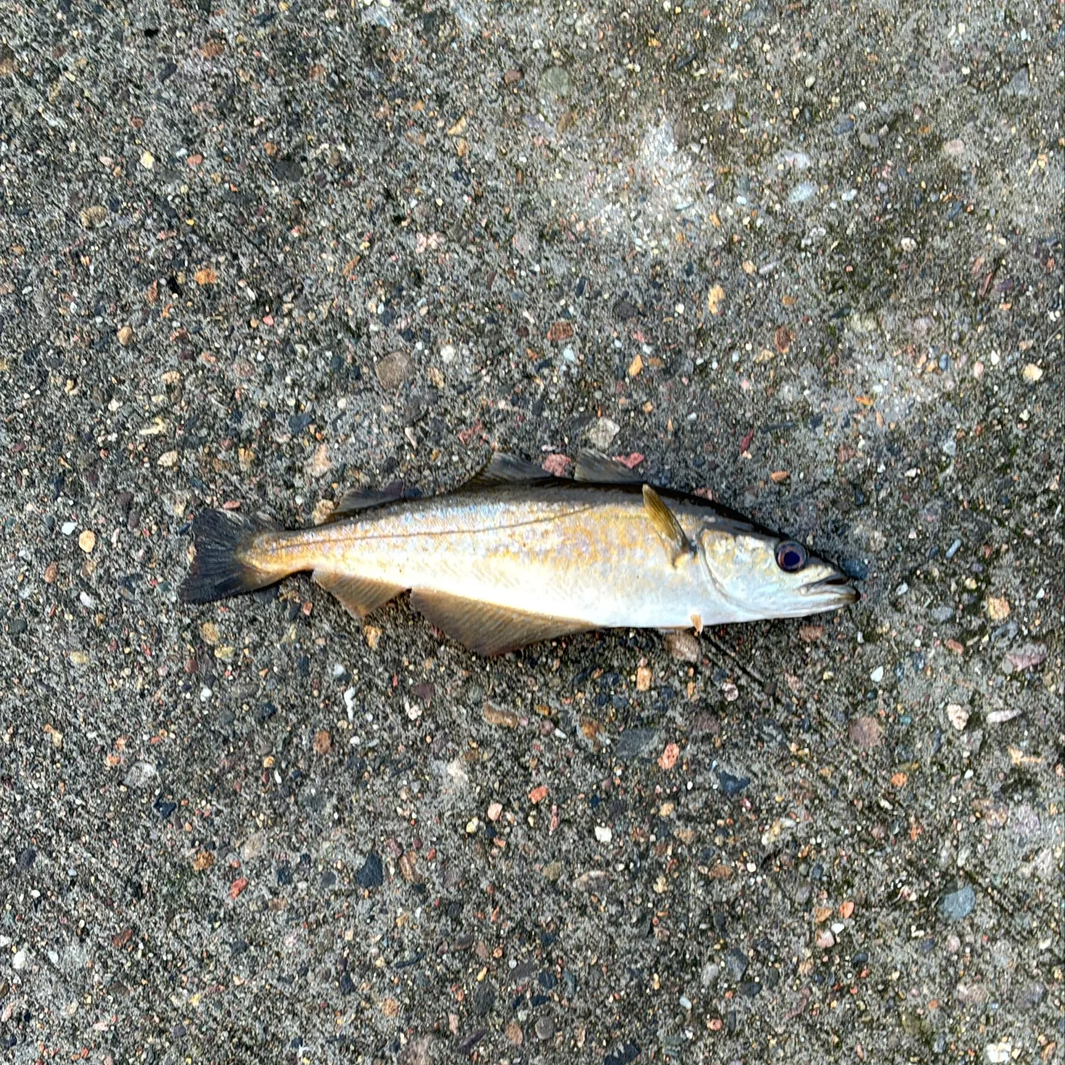 The most recent Pollack catches on Fishbrain