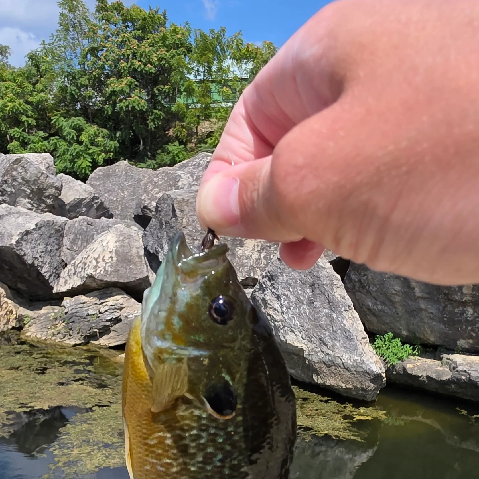 Greengill hybrid caught on Fishbrain