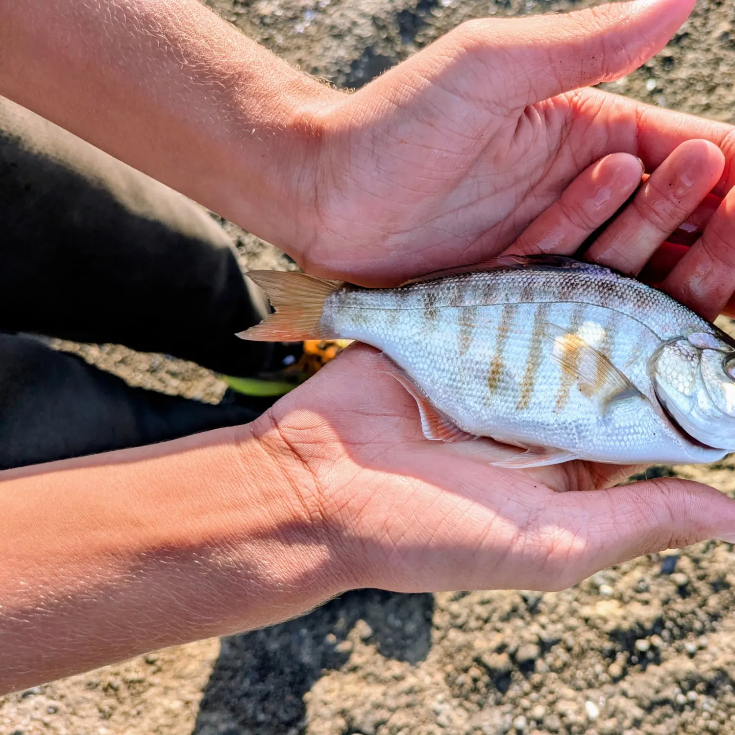 Redtail surfperch caught on Fishbrain