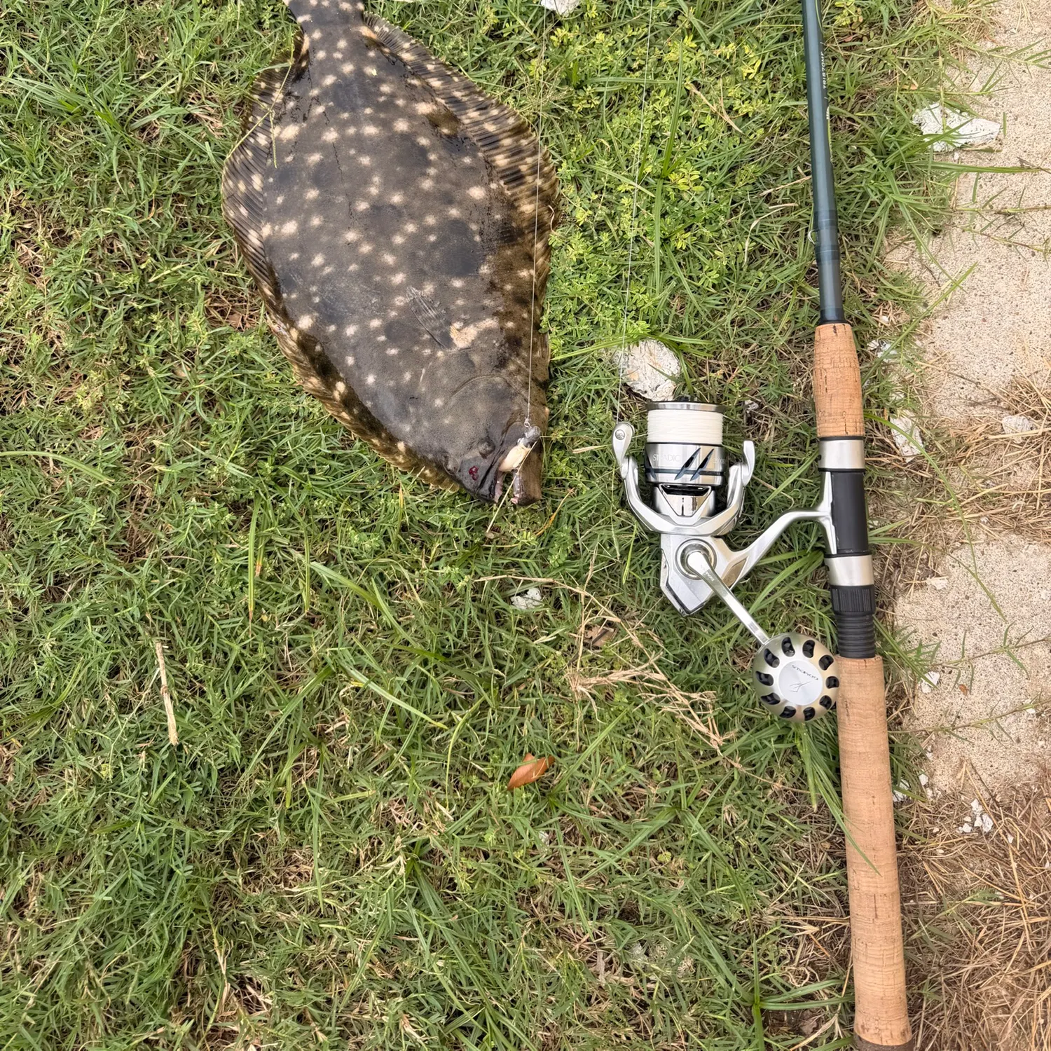 Southern flounder caught on Fishbrain