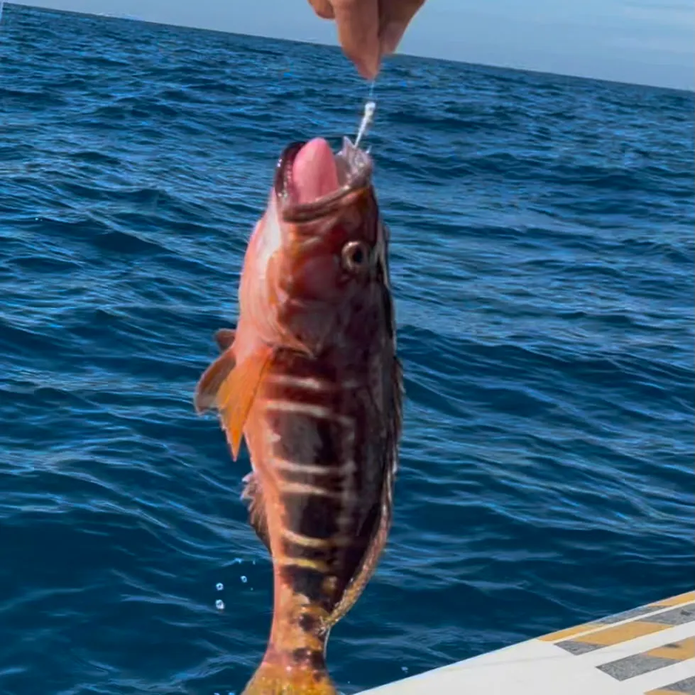The most recent Dusky grouper catches on Fishbrain