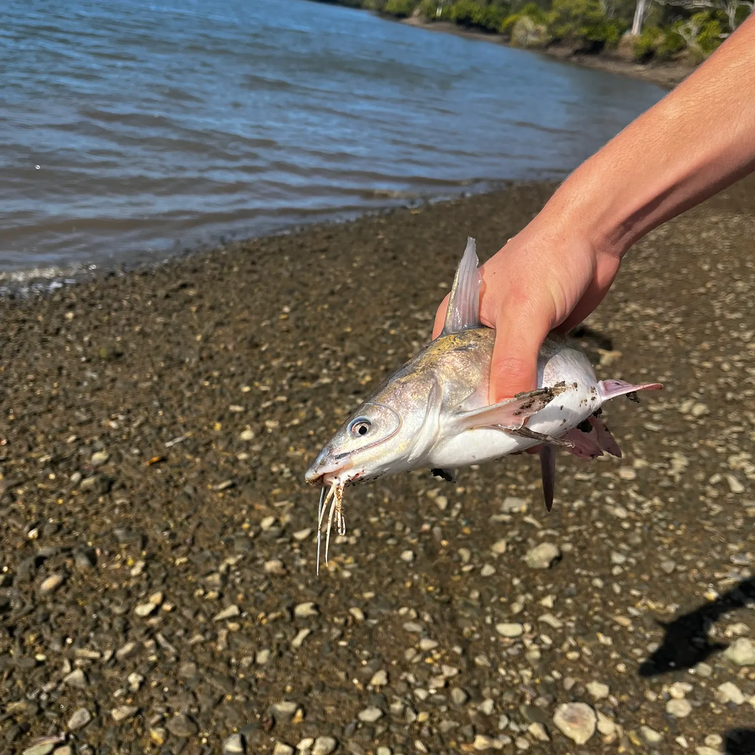 Blue salmon catfish caught on Fishbrain