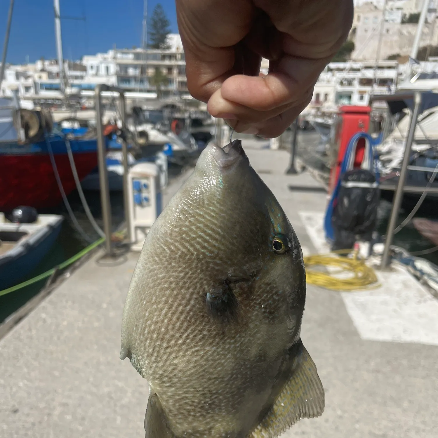 Grey triggerfish caught on Fishbrain