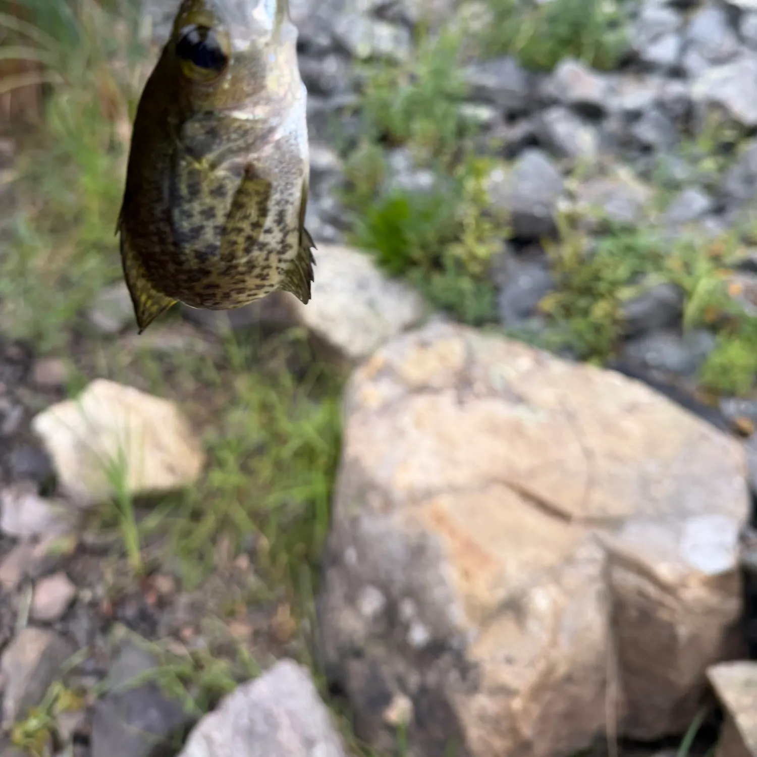 Black crappie caught on Fishbrain