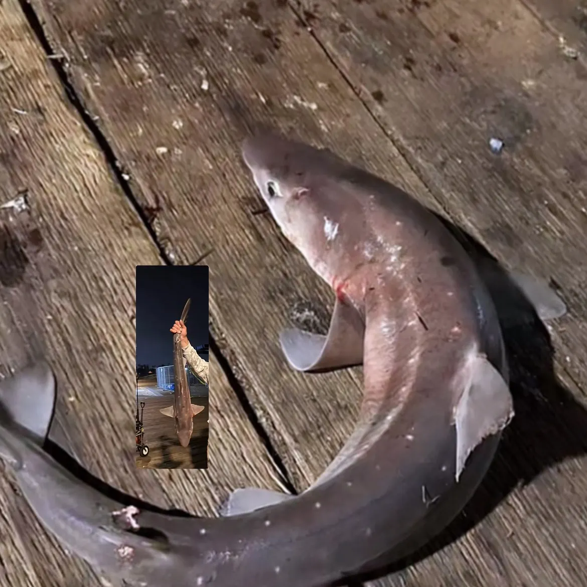 The most recent Pacific spiny dogfish catches on Fishbrain