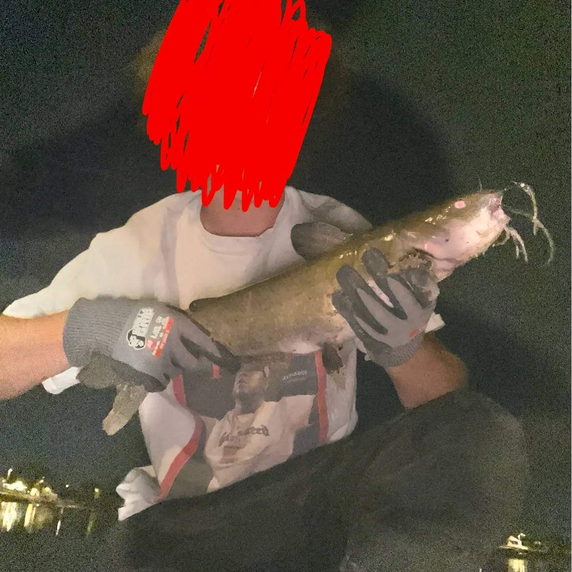 Channel catfish caught on Fishbrain