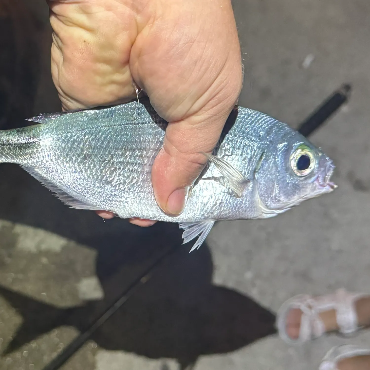 White seabream caught on Fishbrain