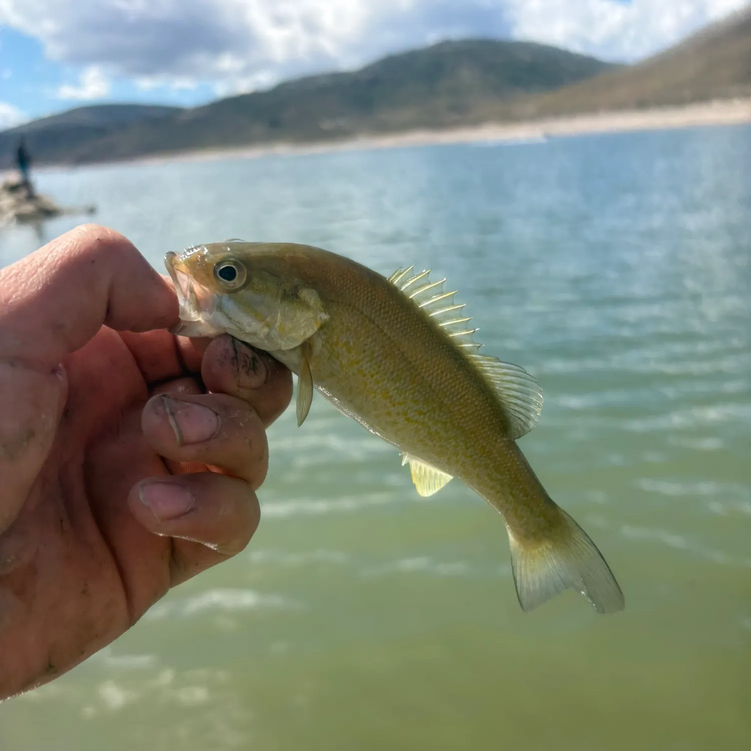 Smallmouth bass caught on Fishbrain