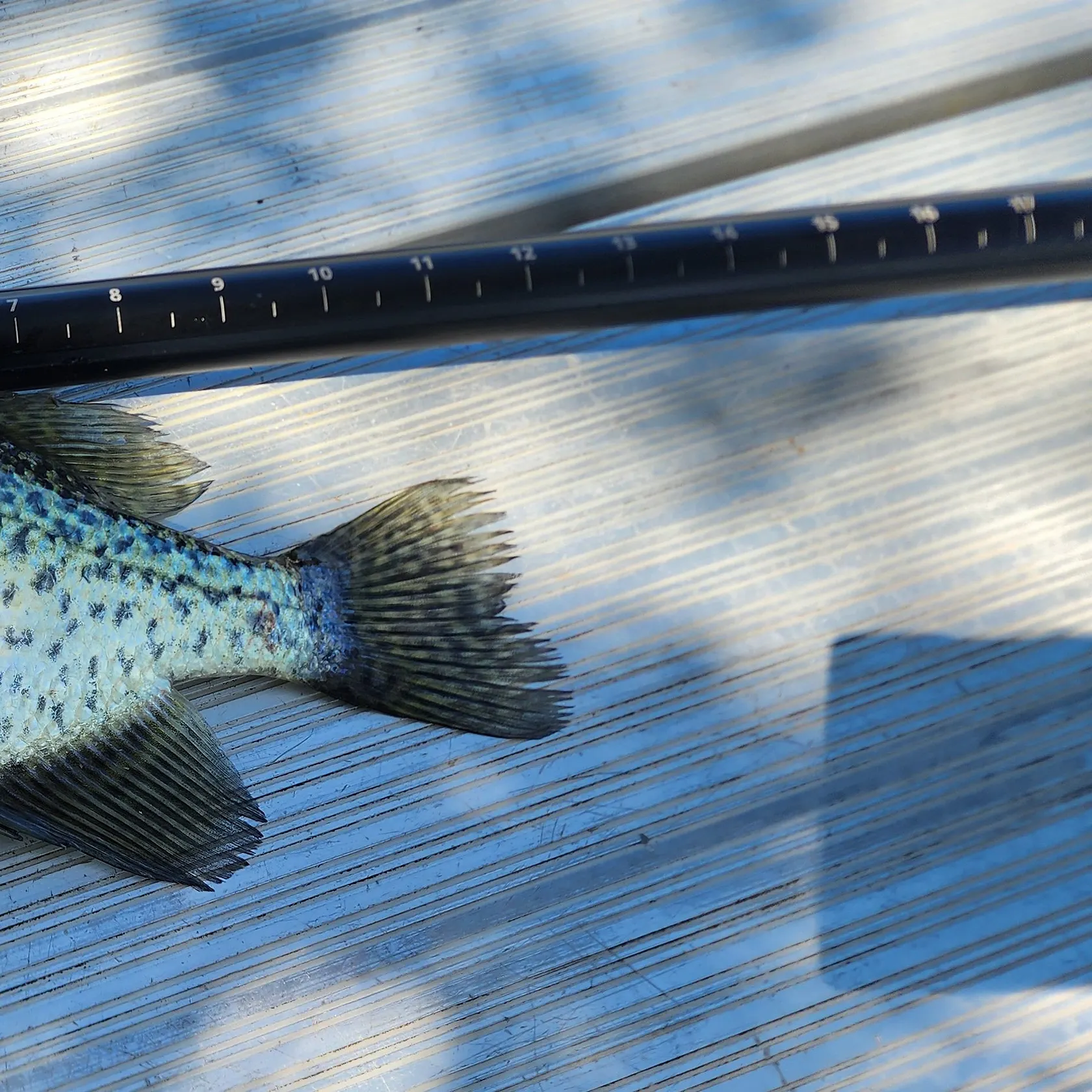 Black crappie caught on Fishbrain