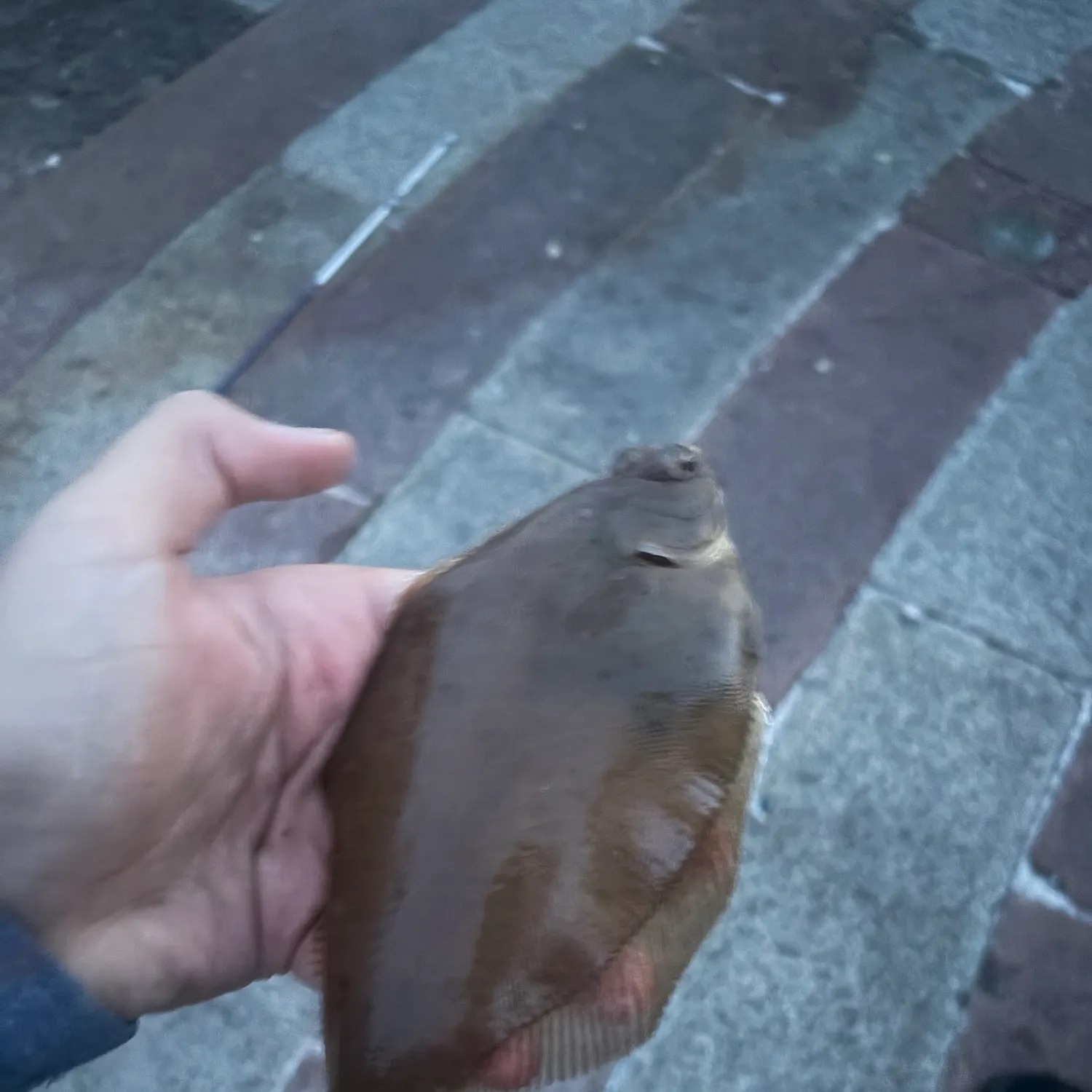 The most recent Common dab catches on Fishbrain