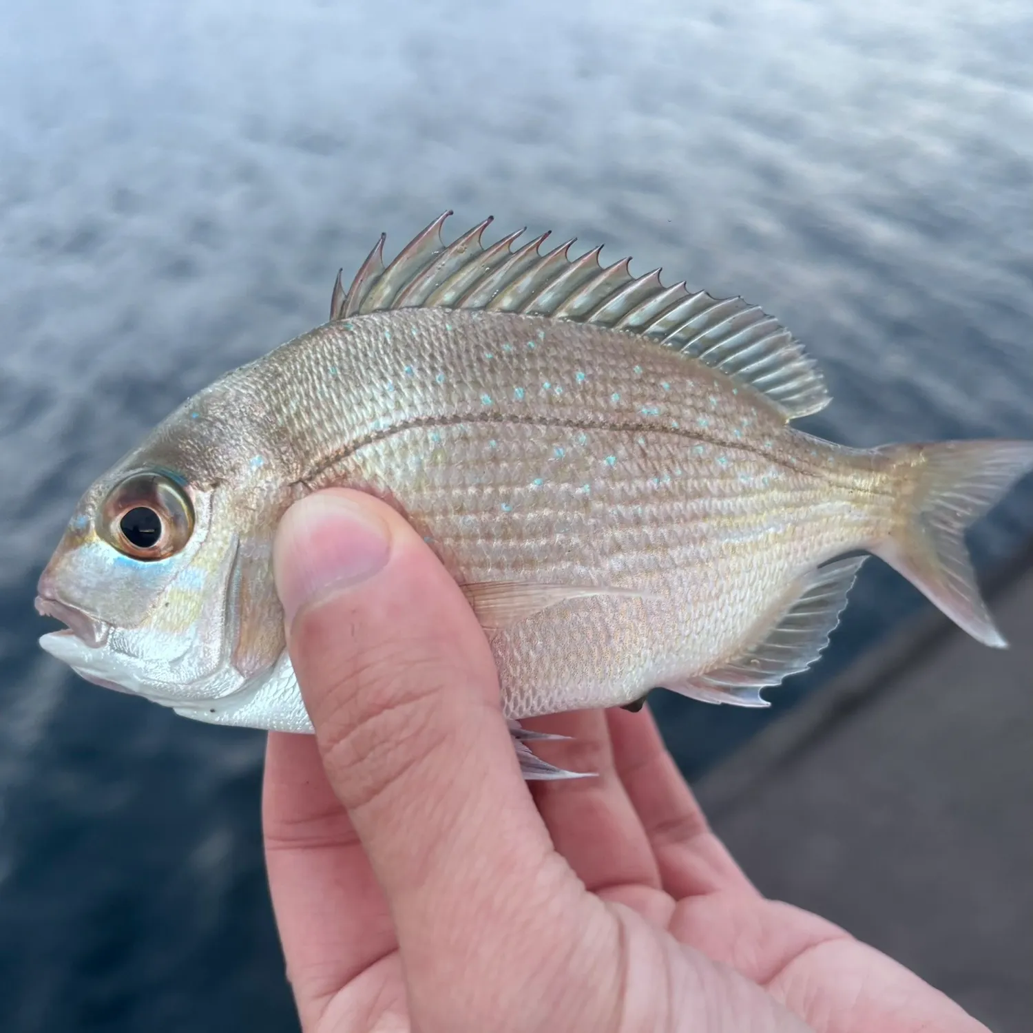 Australasian snapper caught on Fishbrain