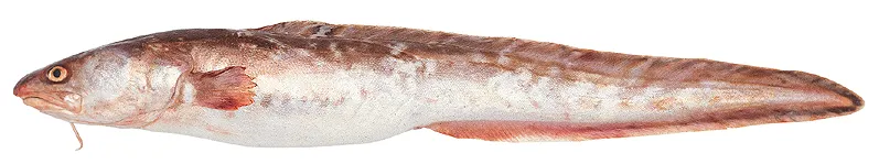 Pink cusk-eel