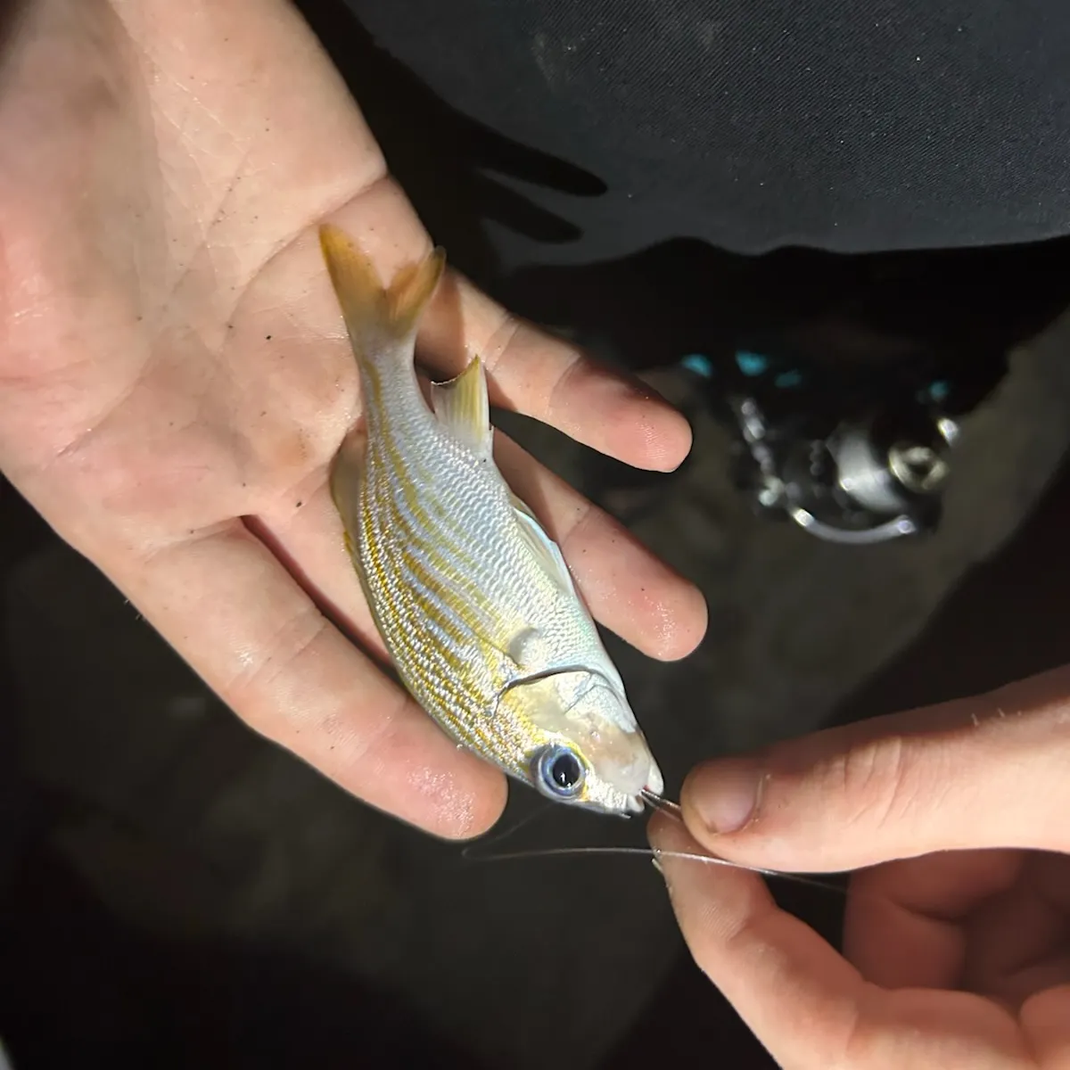 The most recent French grunt catches on Fishbrain