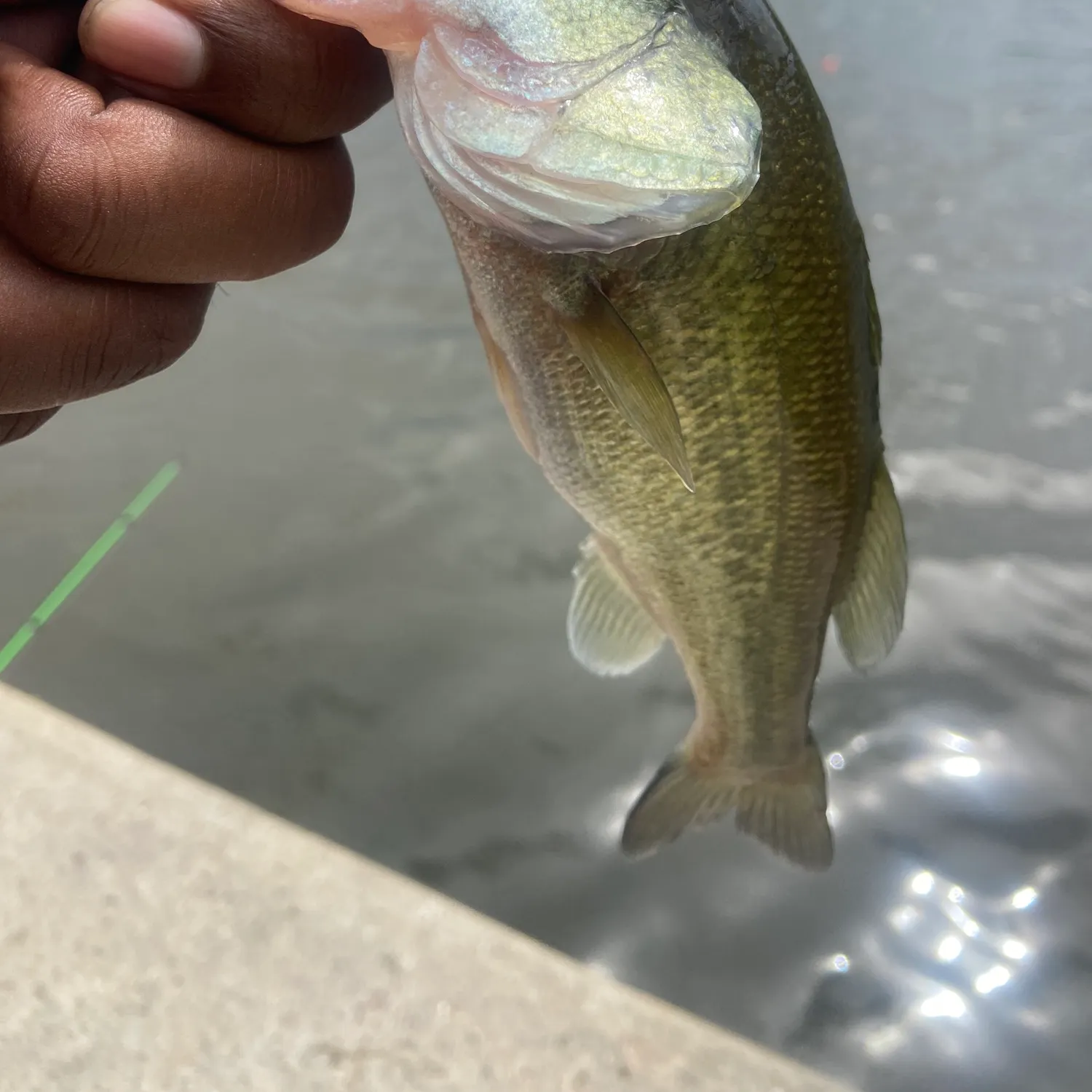 Largemouth bass caught on Fishbrain