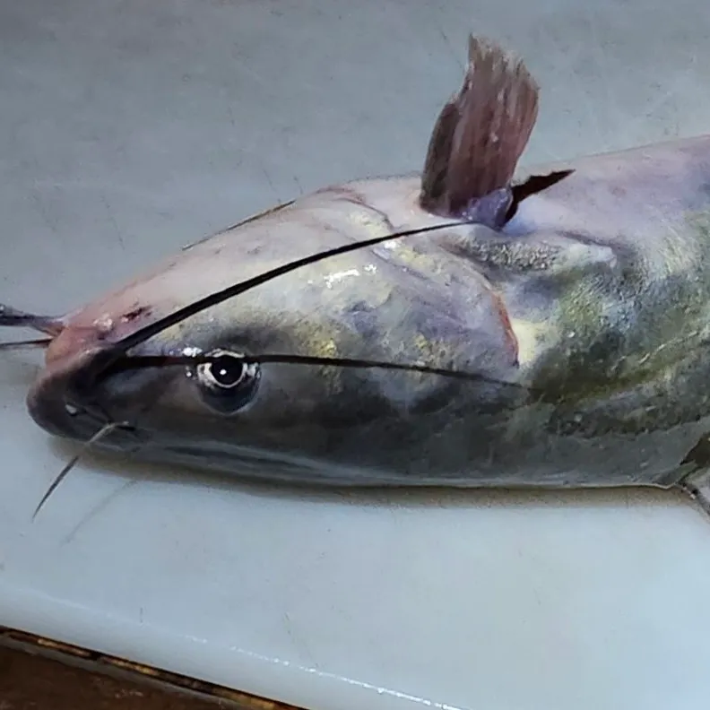 Channel catfish caught on Fishbrain