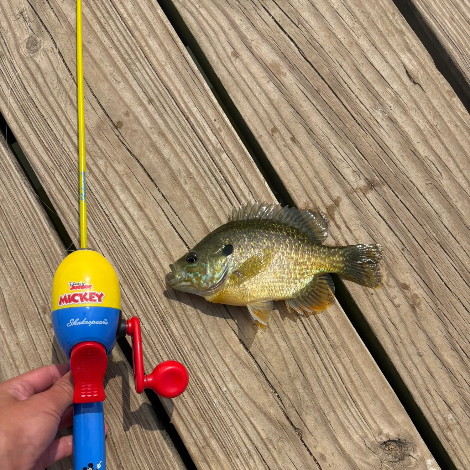 Greengill hybrid caught on Fishbrain