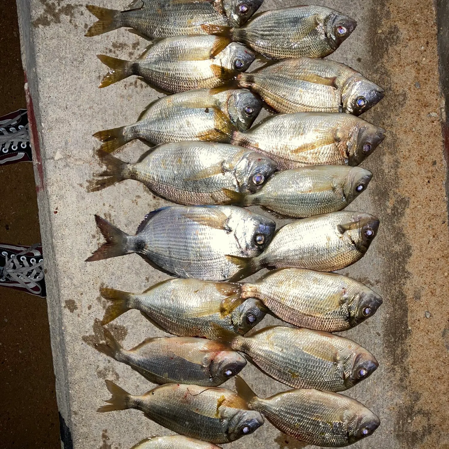 recently logged catches