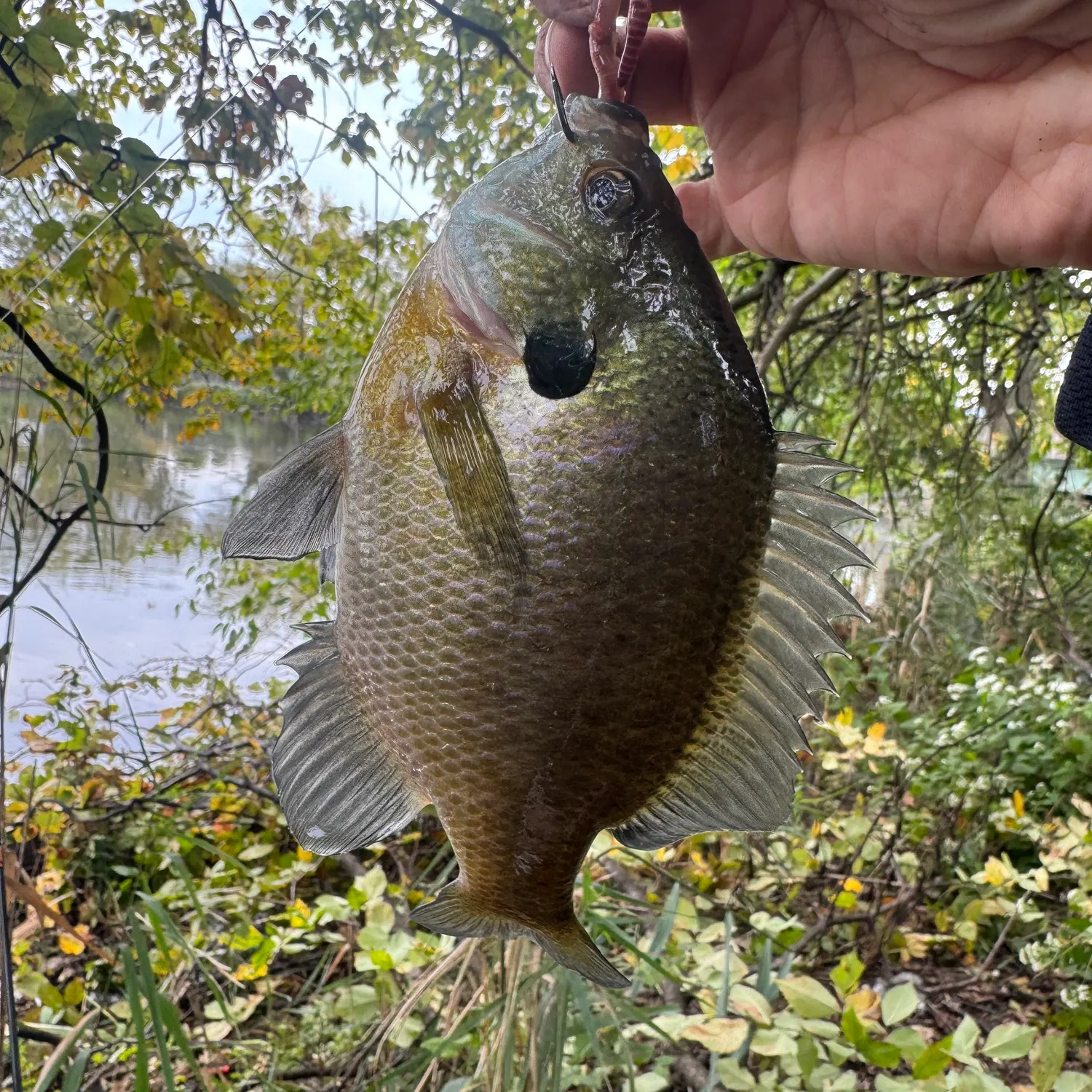 Bluegill caught on Fishbrain