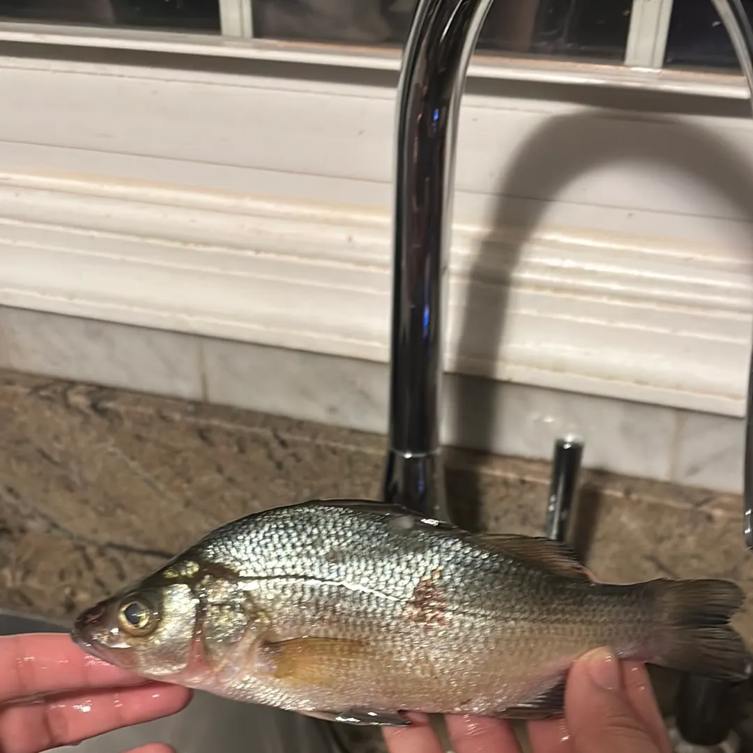 White perch caught on Fishbrain