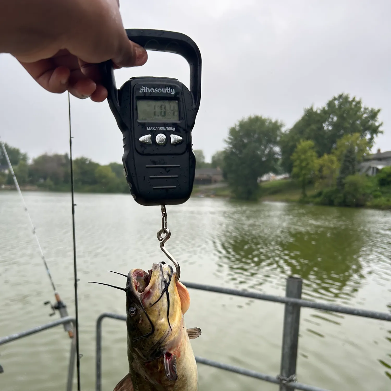 Black bullhead caught on Fishbrain