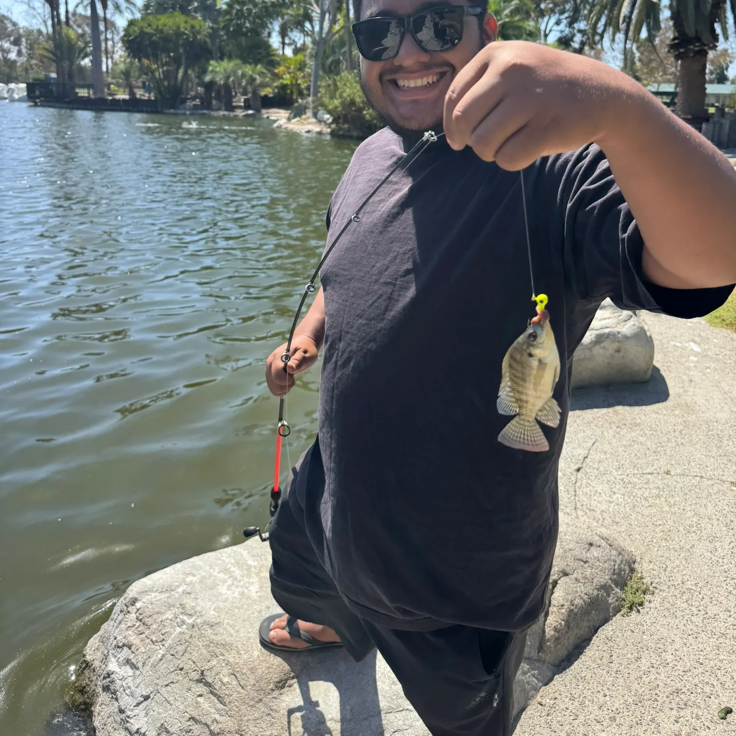Bluegill caught on Fishbrain