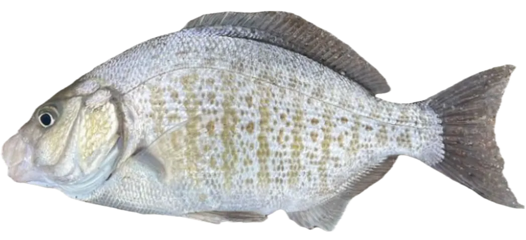 Barred surfperch