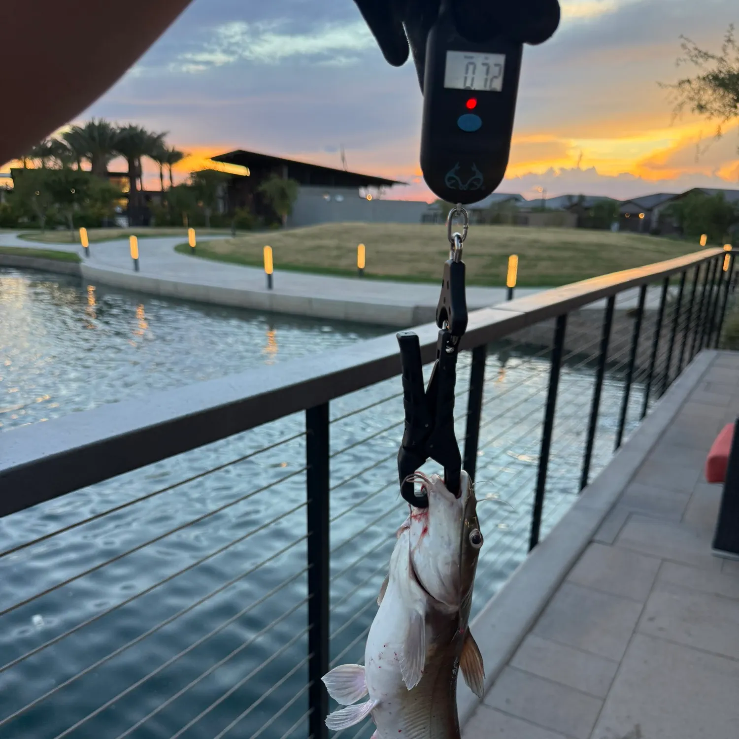 Channel catfish caught on Fishbrain