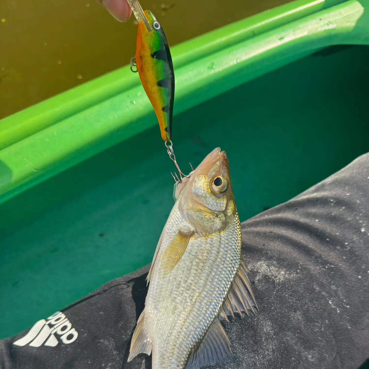 White perch caught on Fishbrain