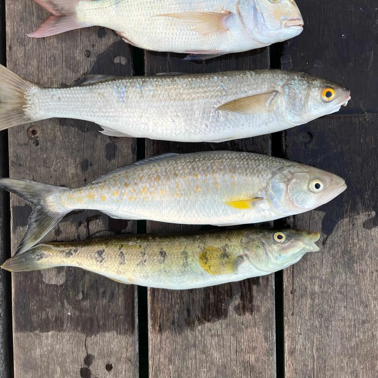 recently logged catches