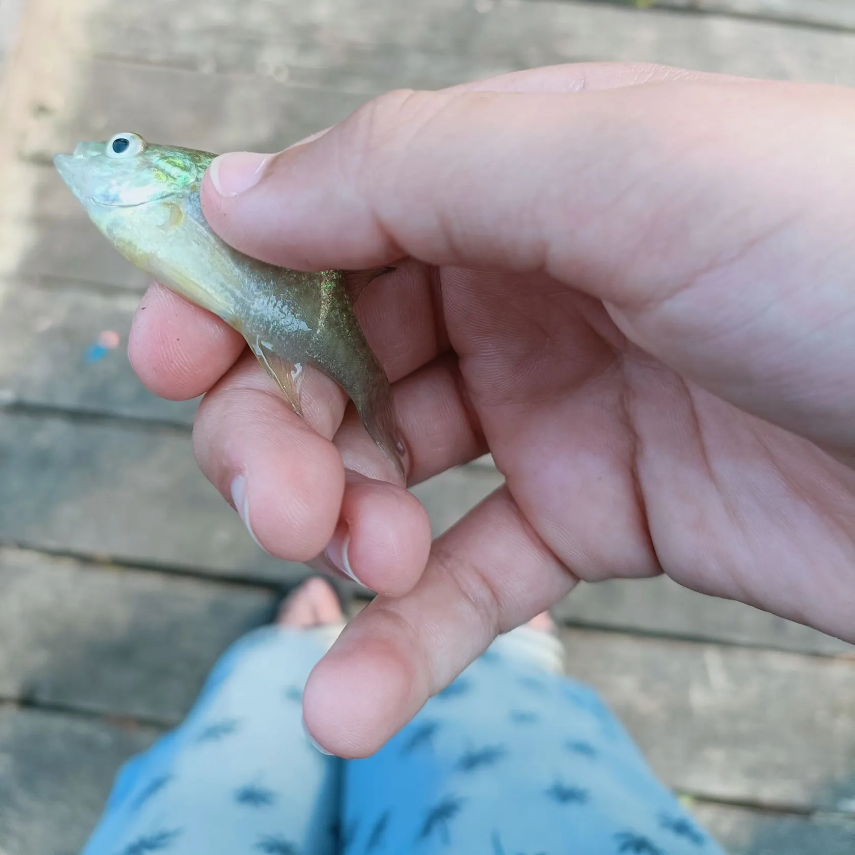 Fish caught on Fishbrain