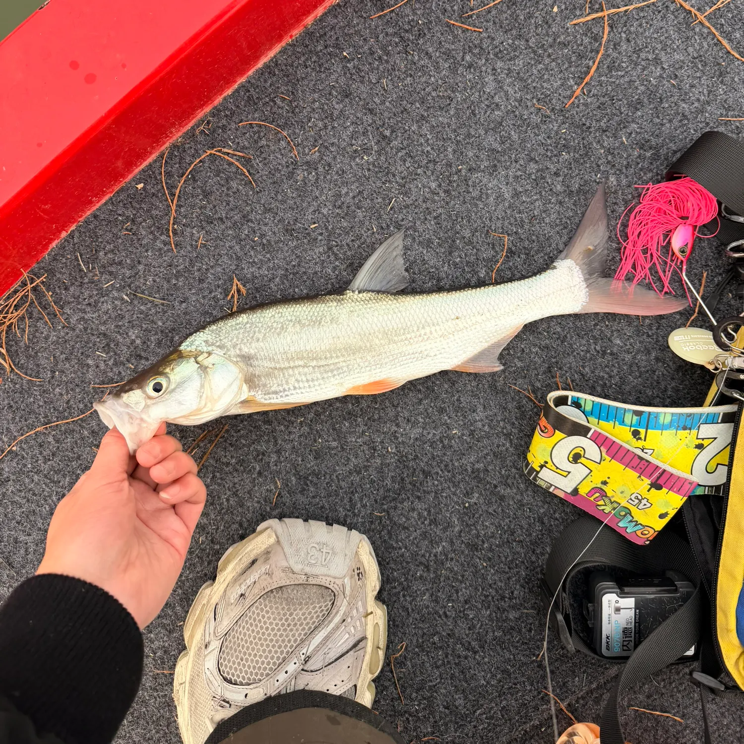 recently logged catches