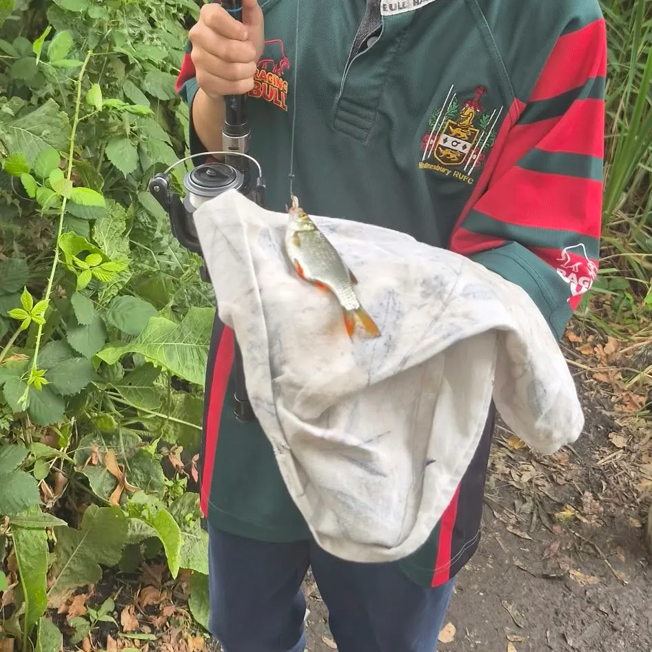 The most recent Cactus roach catches on Fishbrain