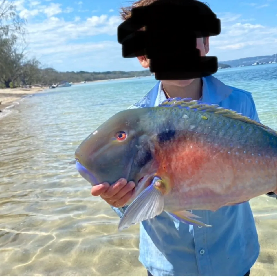 The most recent Blackspot tuskfish catches on Fishbrain