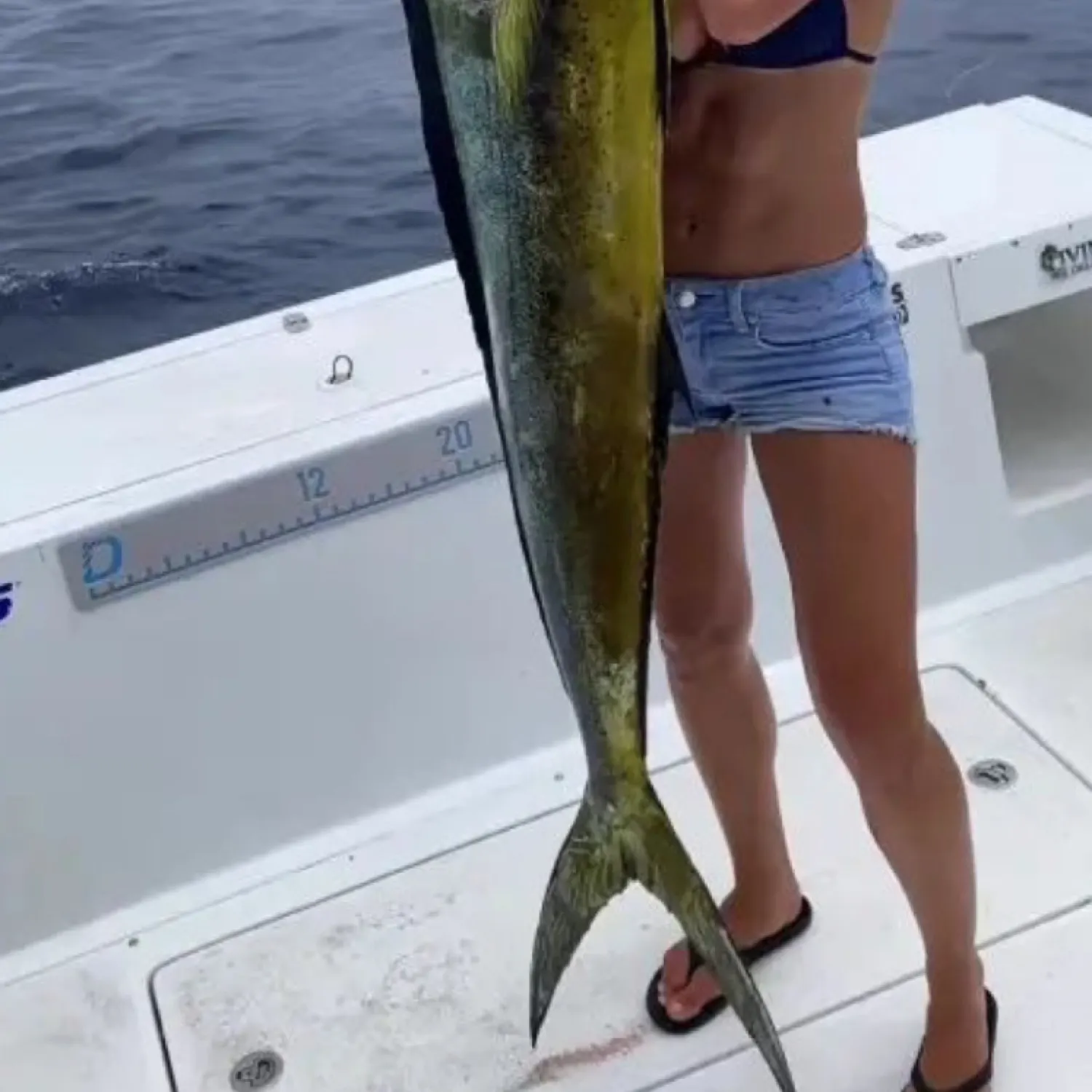 The most recent Common dolphinfish catches on Fishbrain