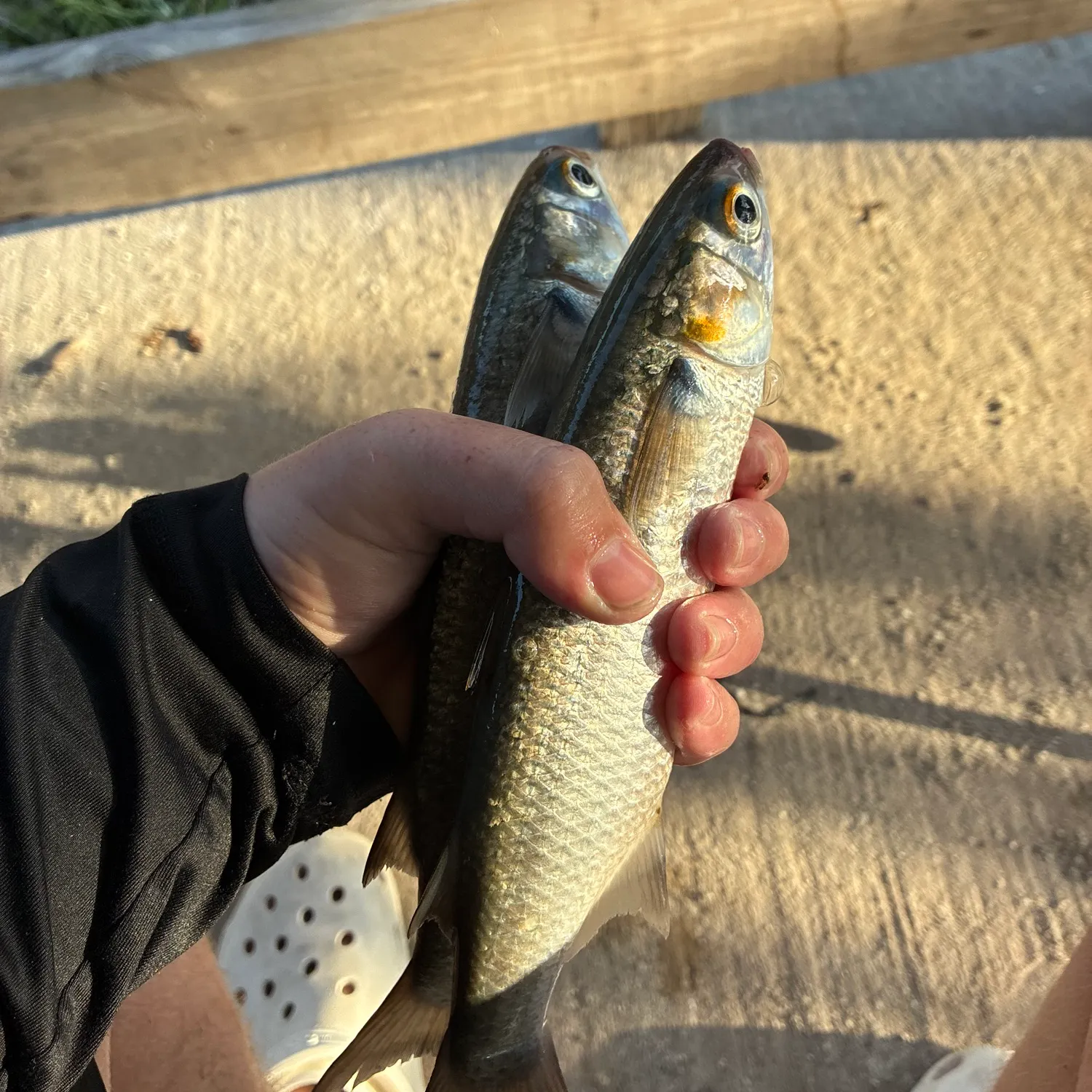 The most recent Striped mullet catches on Fishbrain