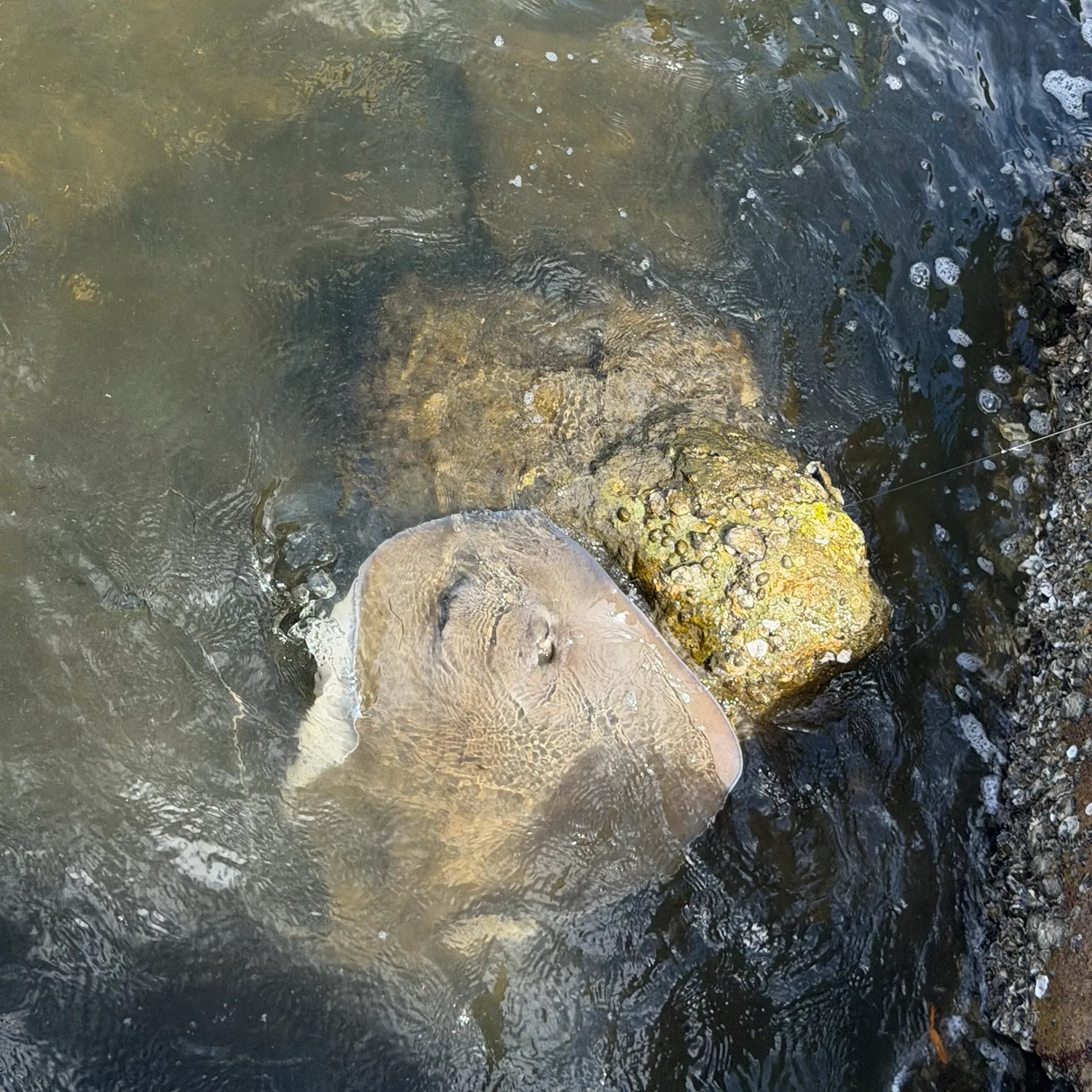 Southern stingray caught on Fishbrain