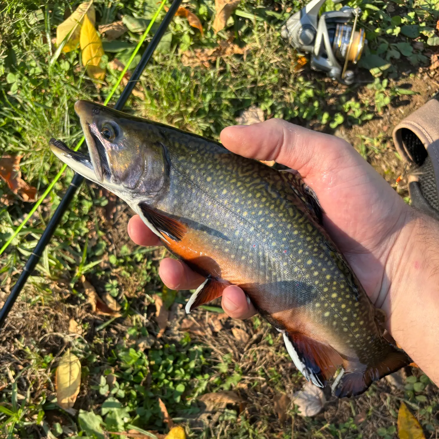 Brook trout caught on Fishbrain