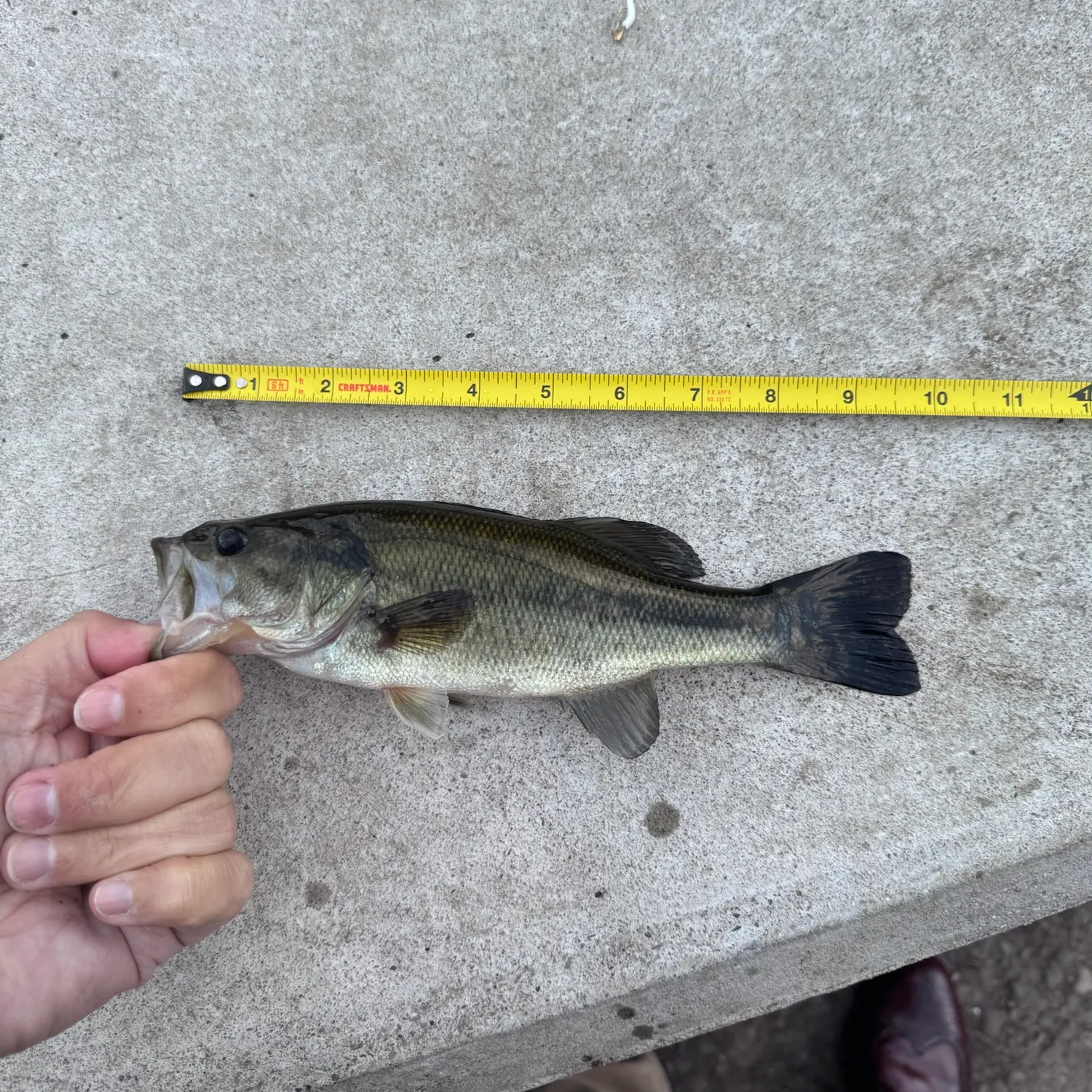 Largemouth bass caught on Fishbrain