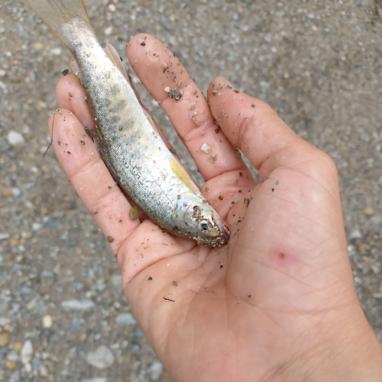 Brown trout caught on Fishbrain