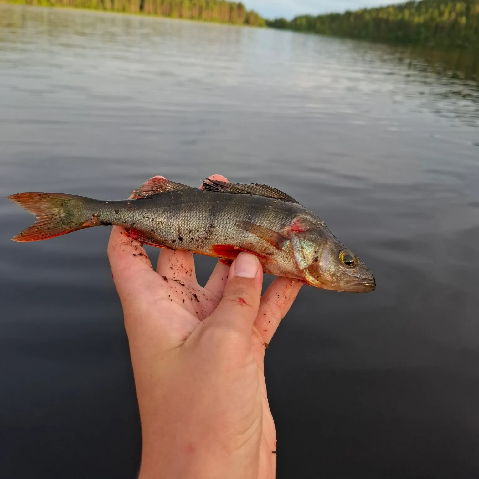 European perch caught on Fishbrain