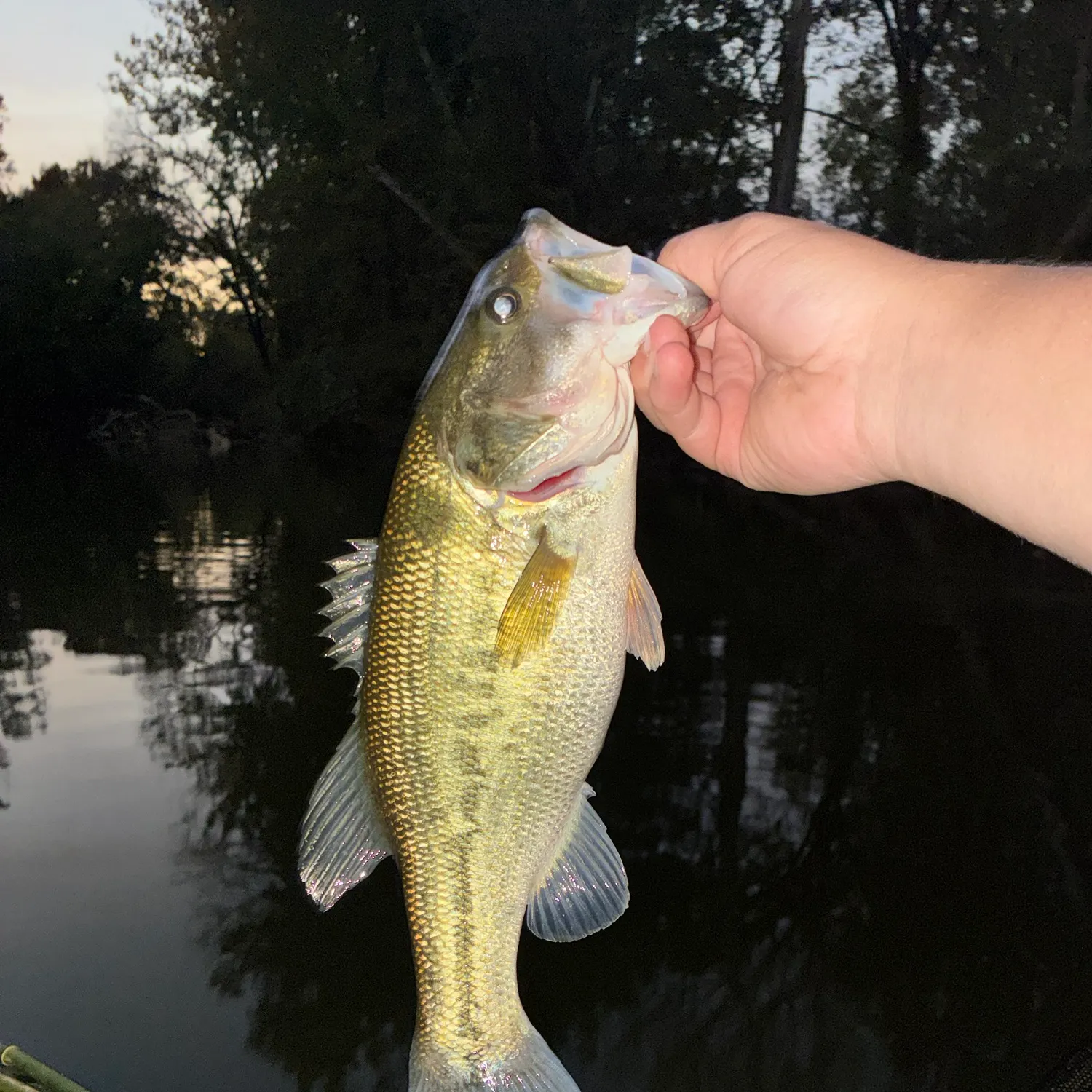 Spotted bass caught on Fishbrain